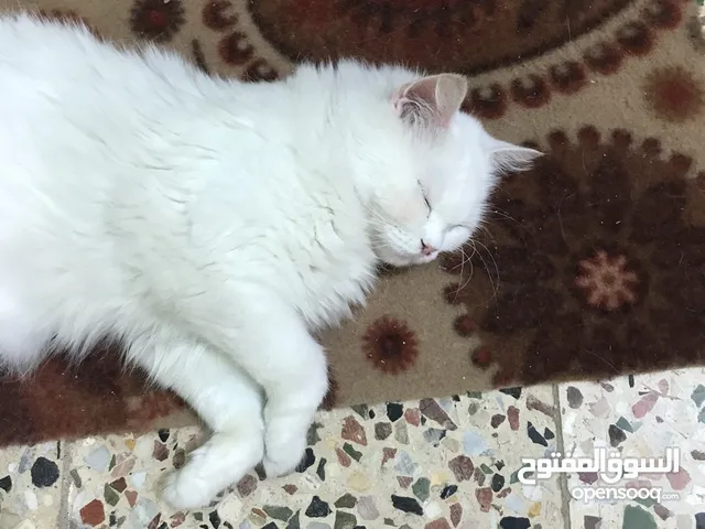 قطه زينه للبيع
