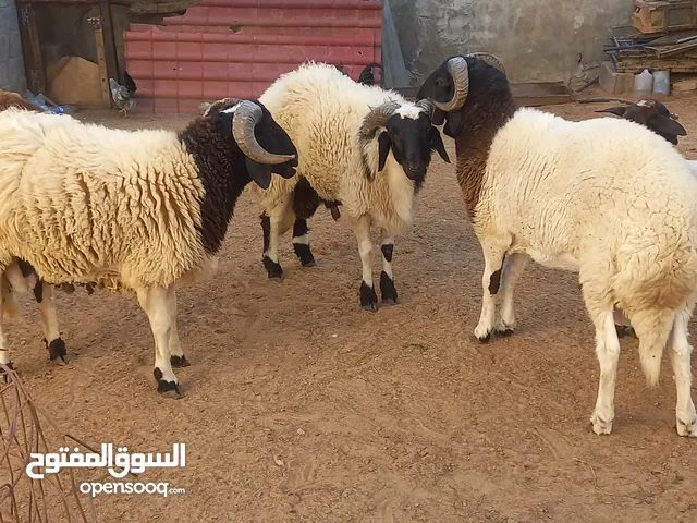 حواله للبيع
