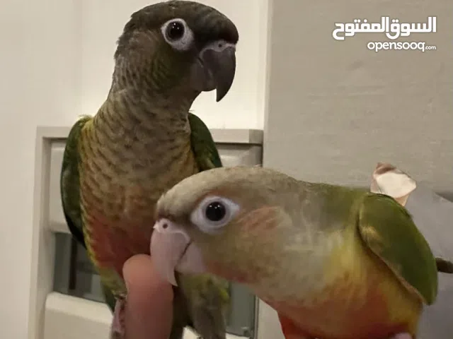 كنيورات اليفات للبيع