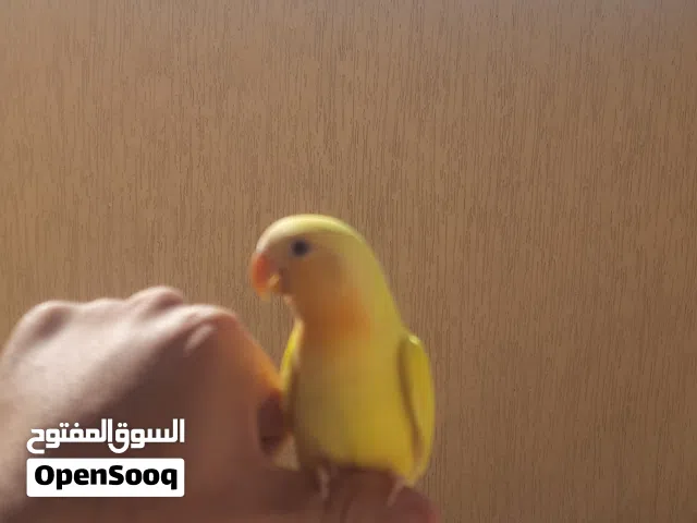 متوفر 4 حبات لوفبيرد لاتينو أليفات ياكلن أرواحهم طيران داخلي،