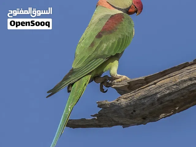 فرخ كساندرا عوجه فطام ذكر دبابة تبارك الرحمن عرض خاص تابع الوصف