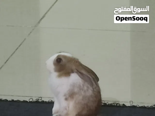 3 month old rabbit for adoption