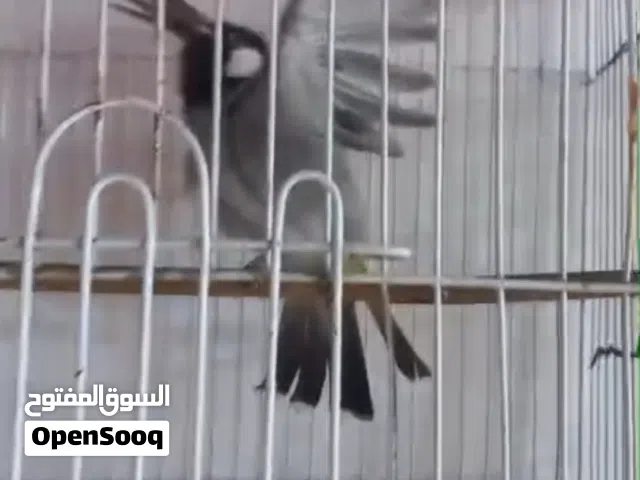 بلبل اليف للبيع