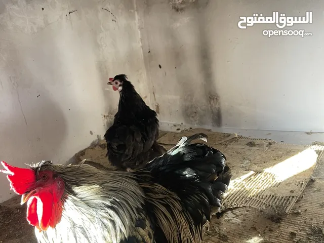 جوز كتشينا عمر 11 شهر