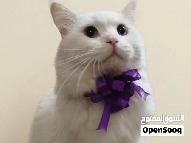 Turkish angora