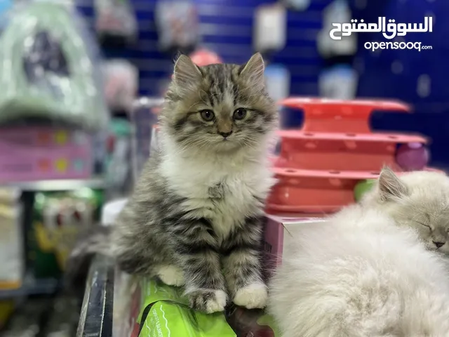 ما شاء الله قطط شيرازي عمر شهرين حاجه فخمه
