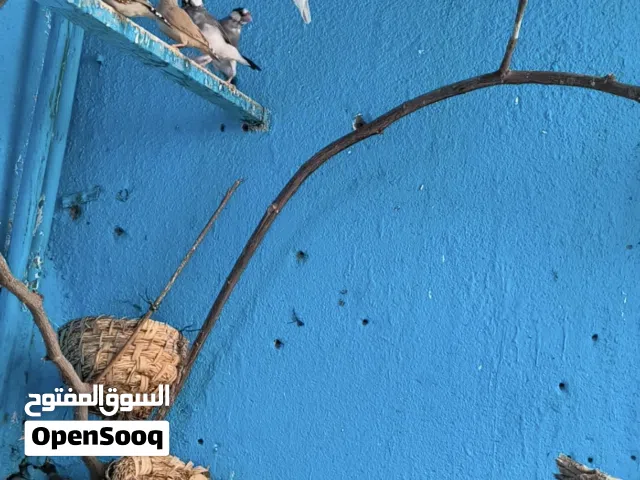 فناجس جاوه »فاخت ملكي زوج مشجر وزوج احمر او رصاصي،او تك كوكتيل