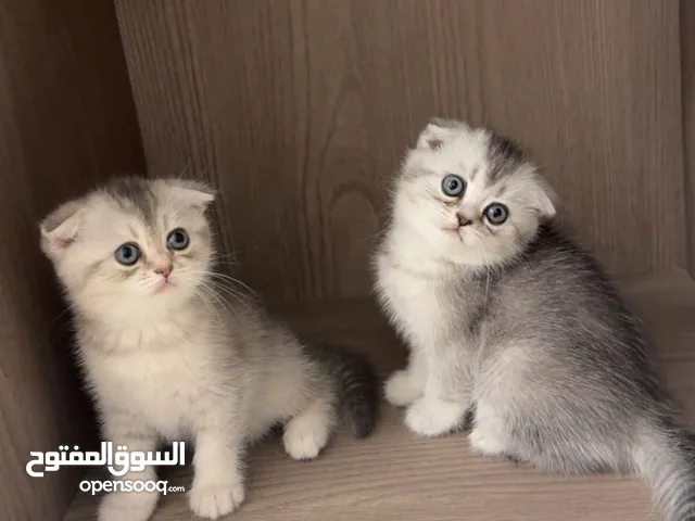 تمت واحده فقط سكوتش فولد