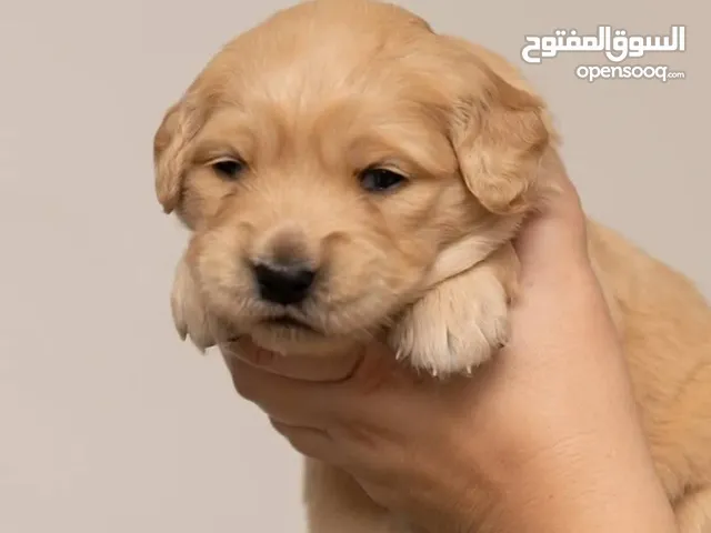 جراء جولدن Golden retriever