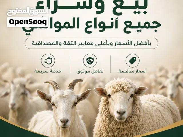 معز یمنی الشرقی