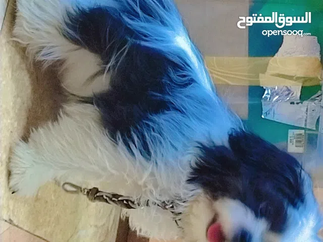 70bd good friendly dog