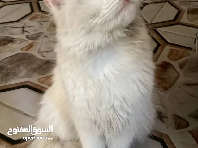بزونة شيرازي للبيع بسعر 30 الف