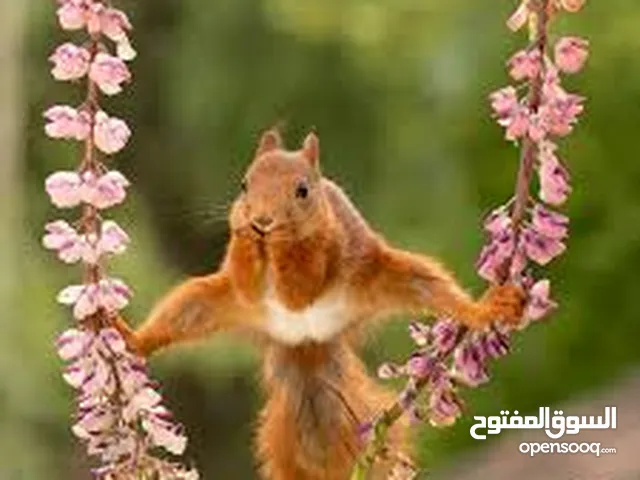 سناجب جوز ذكر وانثى