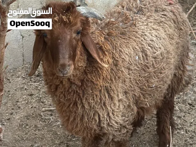 خروف للبيع