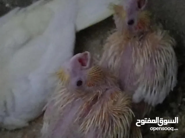 كوكتيل لاتينو فراخ زق