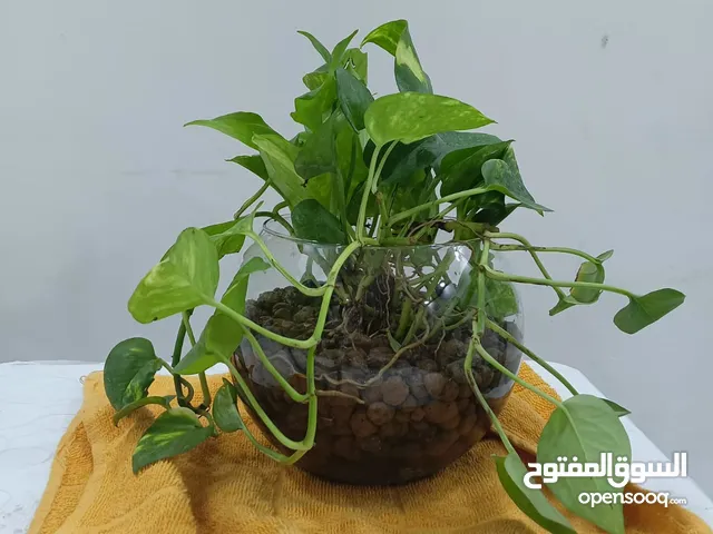 نباتات ضلية داخل أوعية زجاجية