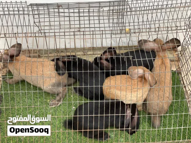 السلام عليكم أصدقاء متوفر 3كوبيات عمر 3شهور و بسعر كزيوني