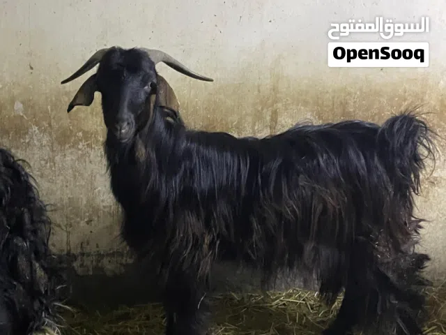 يدي احو للبيع