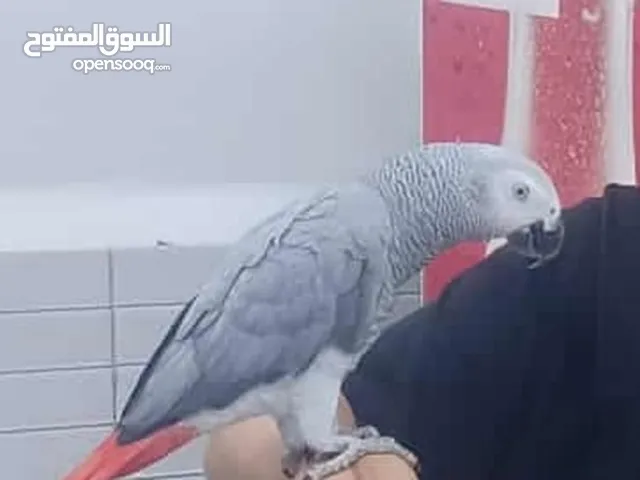 ببغاء الكابوني او الكاسكو يتكلام