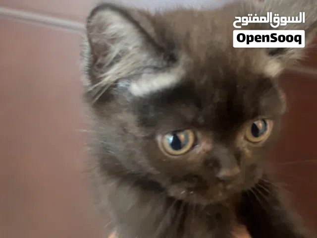 سكوتش فولد