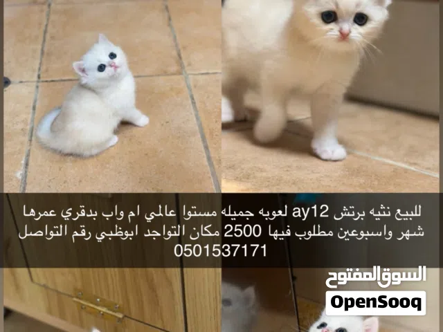 برتش ay12 مستواها عالمي