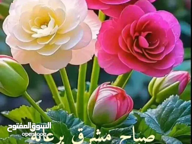 شقة صغيرة مفروشة