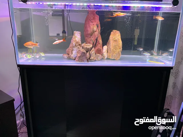 حوض اسماك مع طاوله