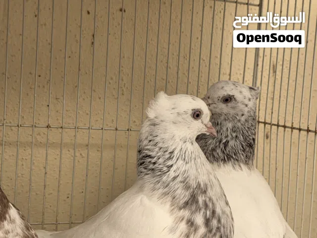 حمام للبيع الحبه ب 25