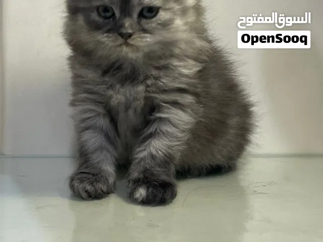 قطة انثى عمر شهرين ونص