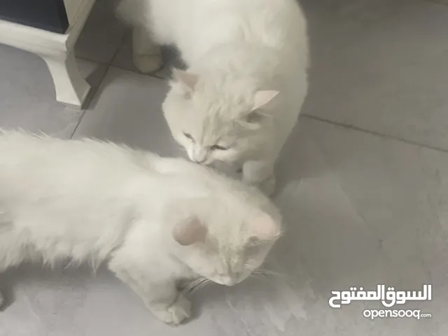 قطط برشن للتبني مجانا