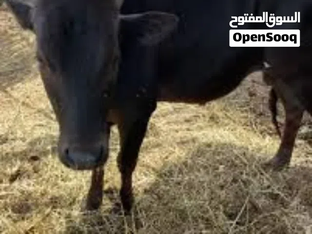 السلام عليكم ورحمه الله وبركاته يوجد لدينا بقره عمانيه تصلح مال اللحم او مال الحليب وهي بكر ما شاء ا