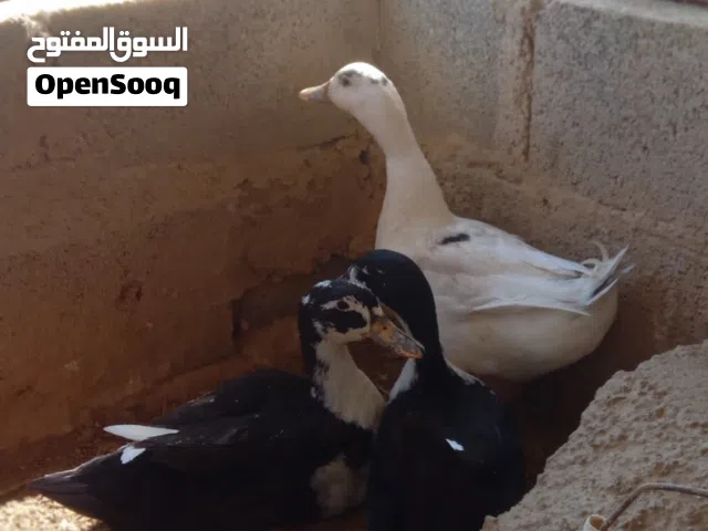 بط عماني سلاله ممتاز