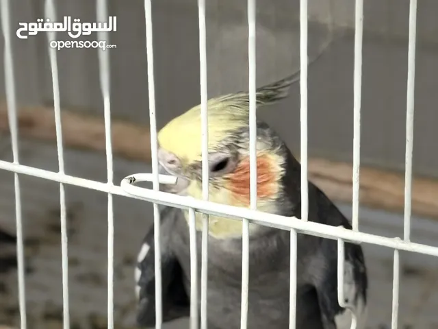 للبيع 3 ازواج بيعة سريعة