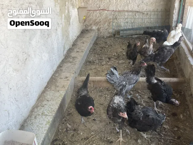 دجاج بلدي صحه ونظافه