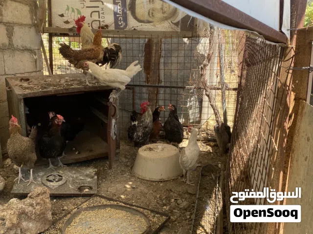 دجاج للبيع