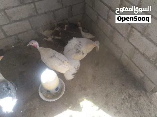 حبش فرنسي وفراخ