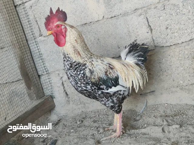 ديج و دجاجه عرب صحه ممتازه