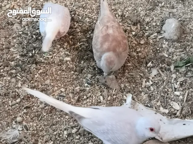 طيور يماام للبيع