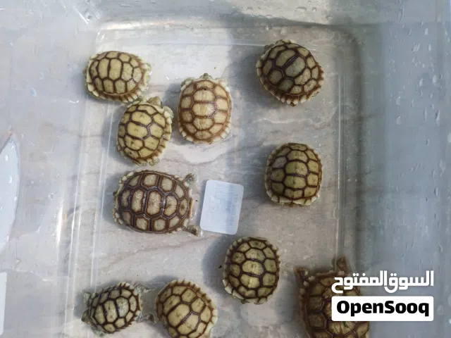 Baby Solcata tortoies