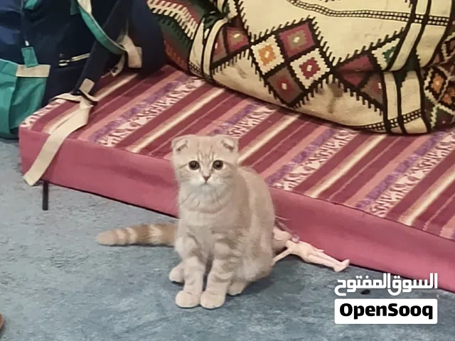 للبيع 4 قطط مكونه اب و ام و 2 كيتن