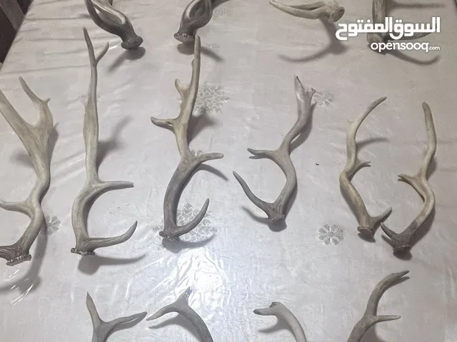 قرون غزلان