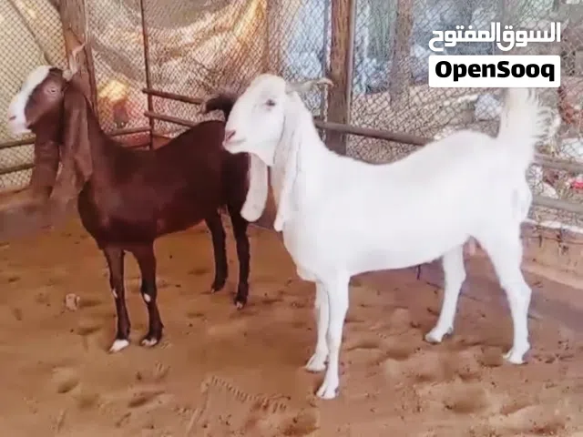 ماعز باكستاني بنجابي
