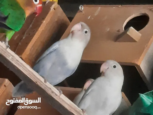 جوز فيشر شغال لون مميز ازرق فاتح للبيع