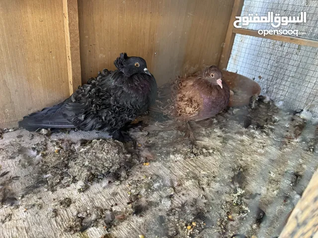 حمال زينه للبيع