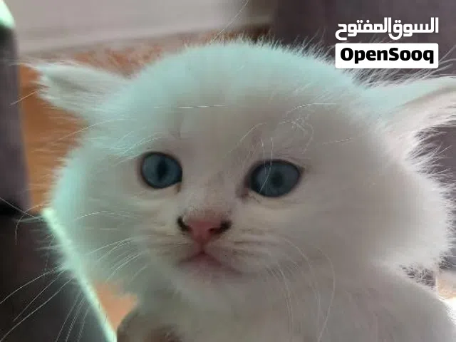 5 كتاين نوع انغورا للتبني مش للبيع