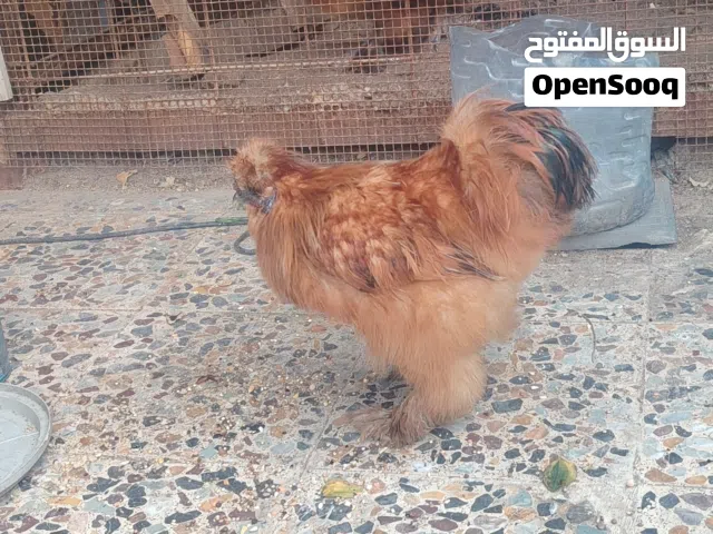 متاح ديوجه سلكي
