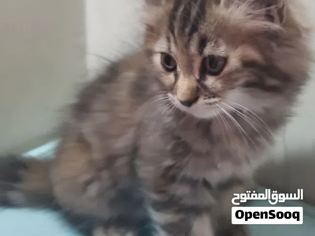 قطة انثى نوع شيرازي جميلة ورائعة عمر 3 اشهر