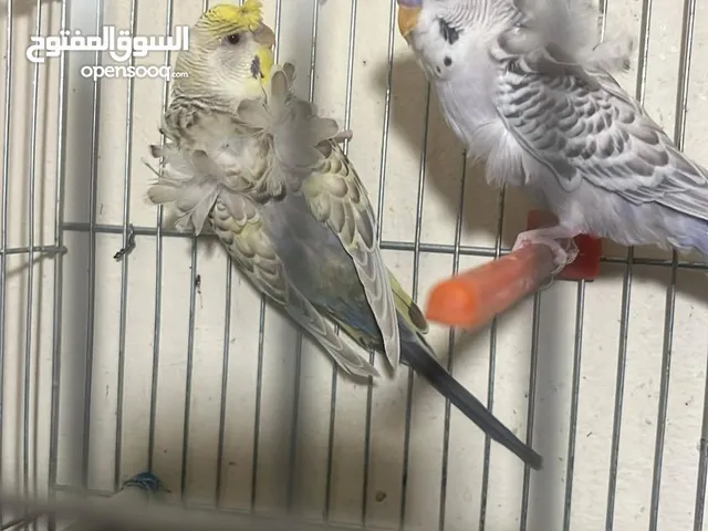 جوز فالو وجوز وفرد