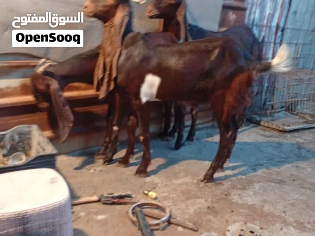 سلام عليكم صخول افغانيات للبيع وحده مطفل وراهه توم فحله وراكبه وحده حاطه على ولاد صخول سمان كلش