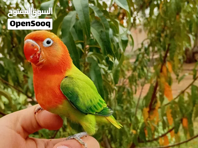 فيشر مروض كابر بالشرنقة